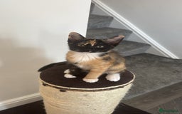 Domestic Shorthair cats for sale: Pumpkin 🎃 & Maple 🍁  - Image 12