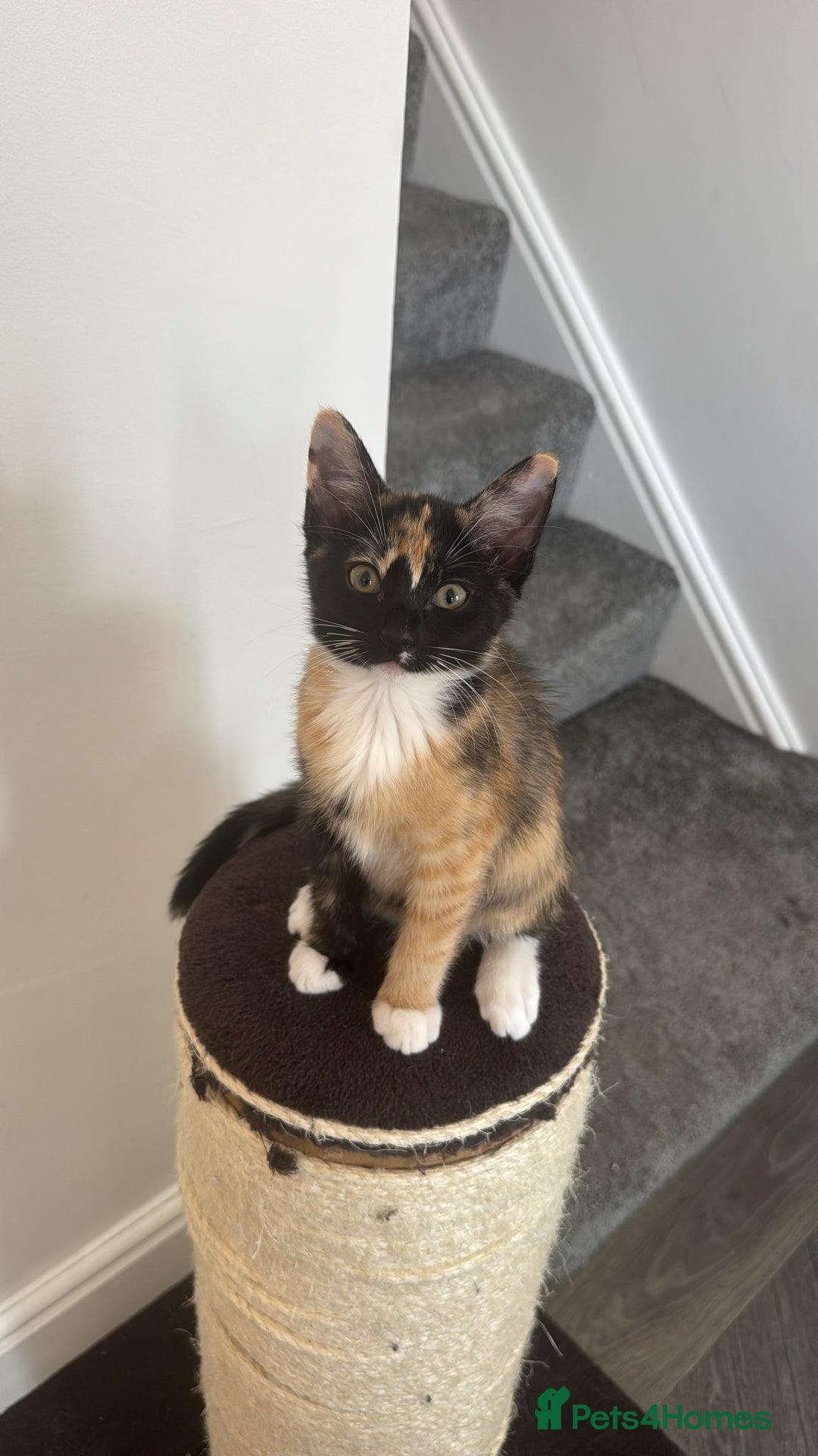 Domestic Shorthair cats for sale: Pumpkin 🎃 & Maple 🍁  - Image 12