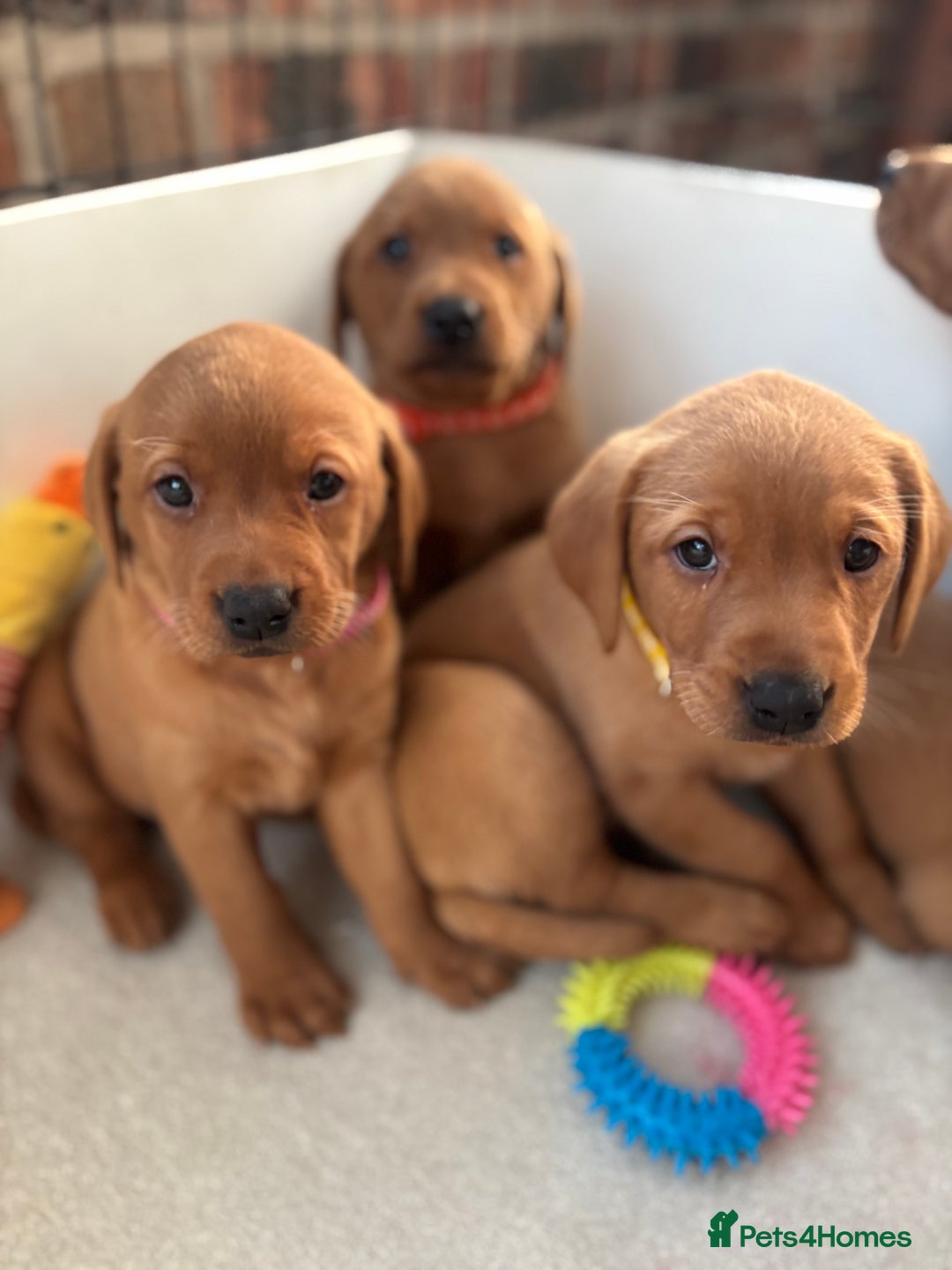 Labrador Retriever dogs for sale: Beautiful KC Fox Red Labrador Puppies - Image 10