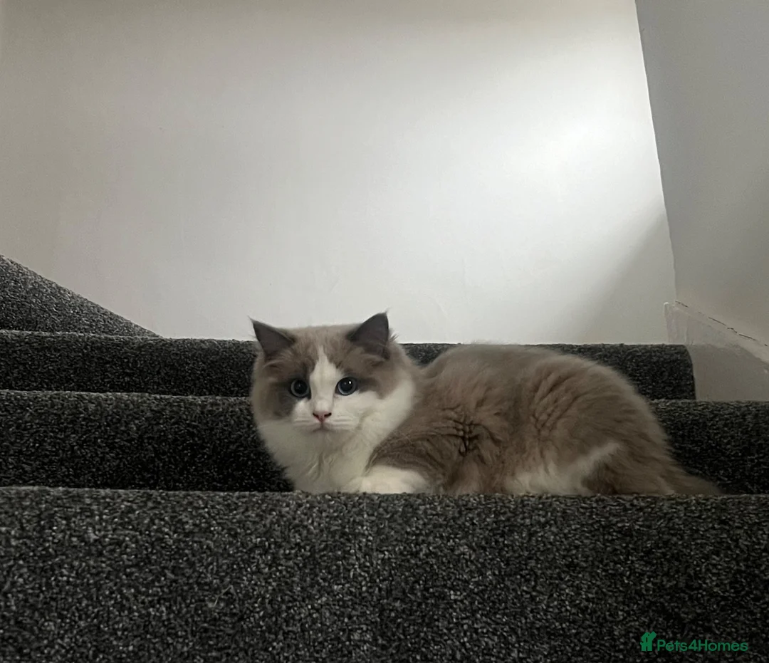 Ragdoll cats for sale: TICA Registered kitten - Advert 14