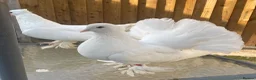 Pigeons birds for sale: Indian fantail  - Advert 4