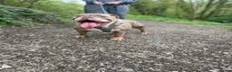 English Bulldog dogs for stud: Looking to Stud Kash in Preston - Advert 4