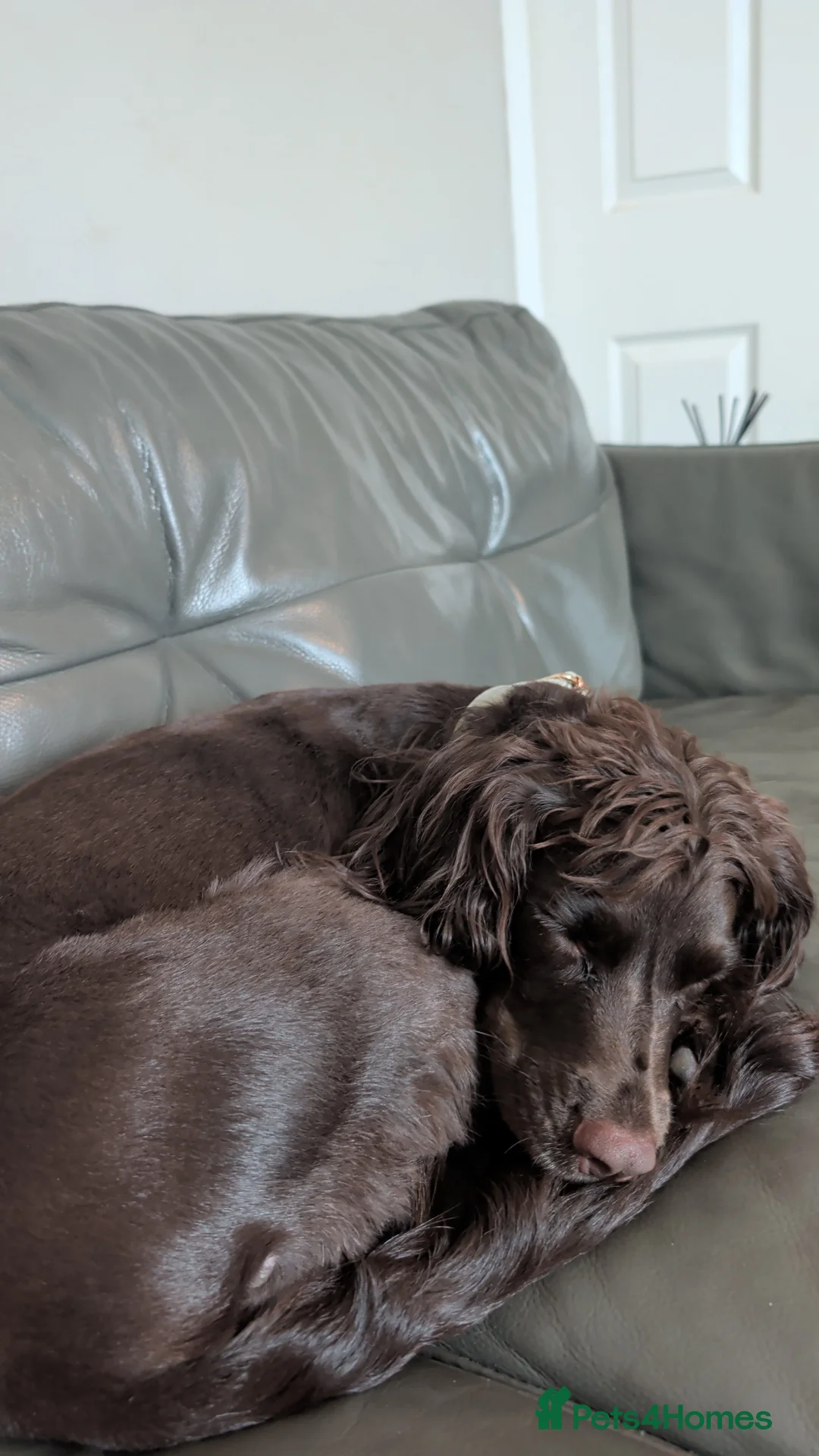 Cocker Spaniel dogs for sale: Nearly 2 year old cocker spaniel  - Advert 3