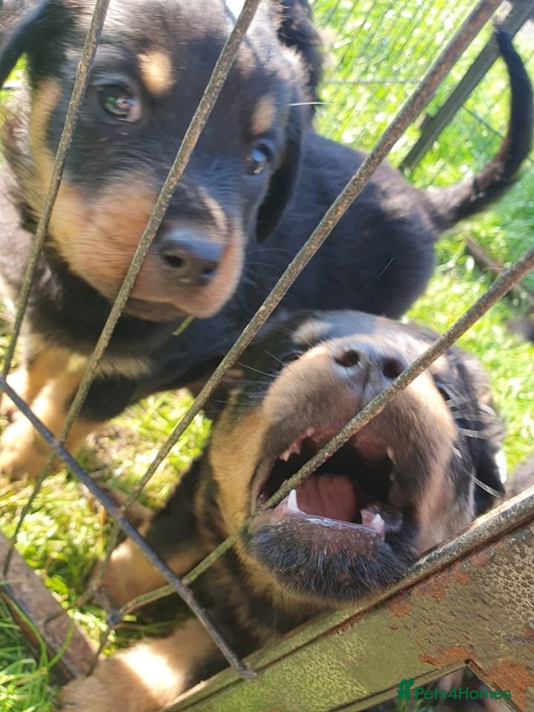 Rottweiler dogs for sale: Loving Rottweiler Puppies for Forever Homes - Advert 8