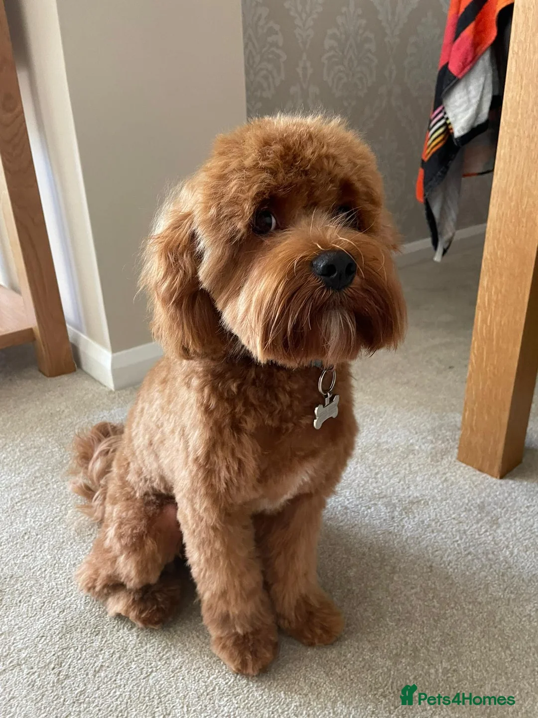 Gallery Image {{count}}