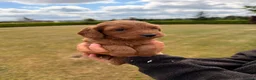 Cockapoo dogs for sale: Stunning F1 Cockapoo pups for sale  - Advert 30
