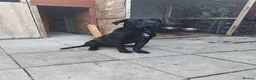Presa Canario dogs for sale: Tyson - Advert 3
