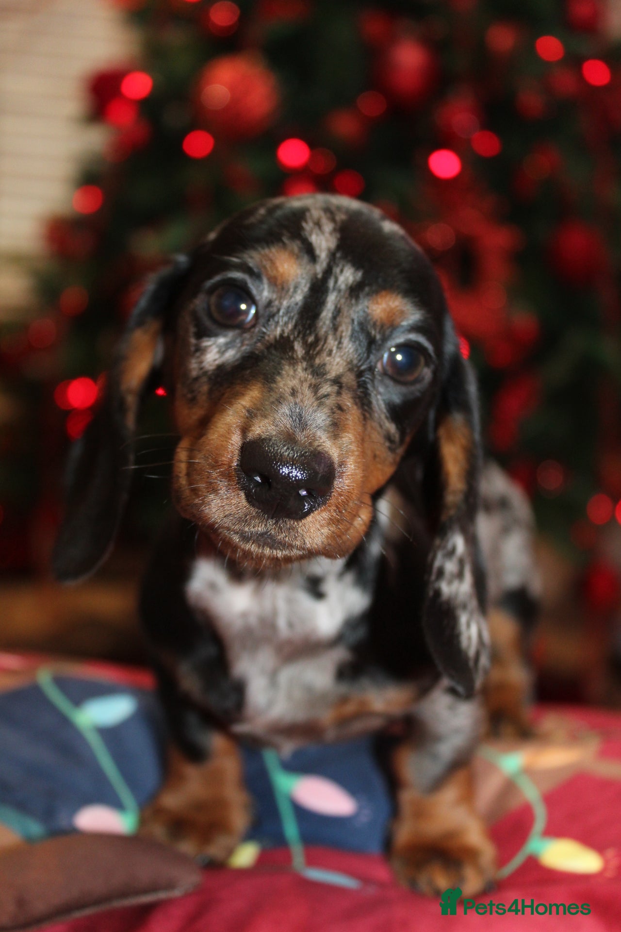 Miniature Dachshund dogs Beautiful bunch of girls 🩷✨ Kc mini Ready now    - Advert 6