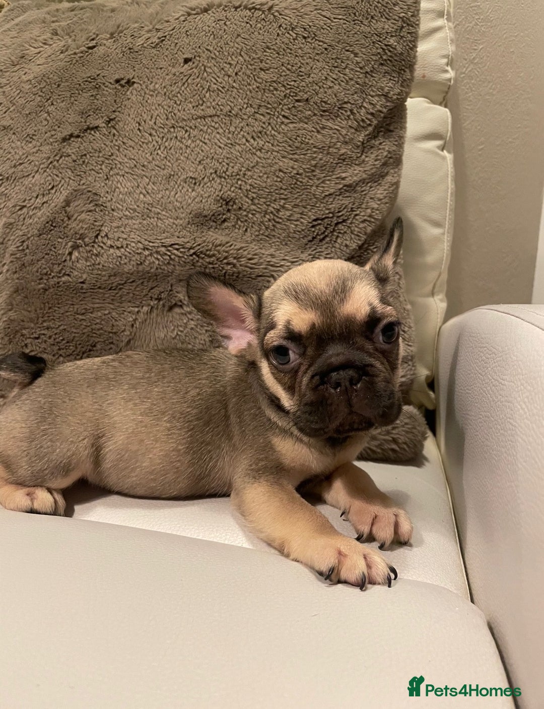 French Bulldog dogs for sale: FRENCH BULLDOG PUPPIES FOR SALE!! - Advert 16