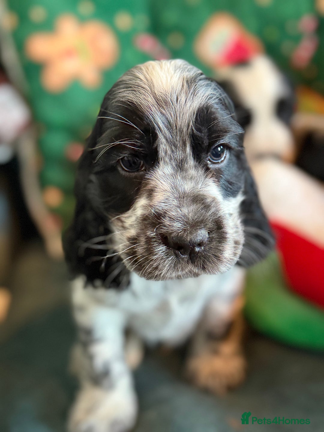Cocker Spaniel dogs for sale: Stunning Blue Roan Pups Available - Advert 15