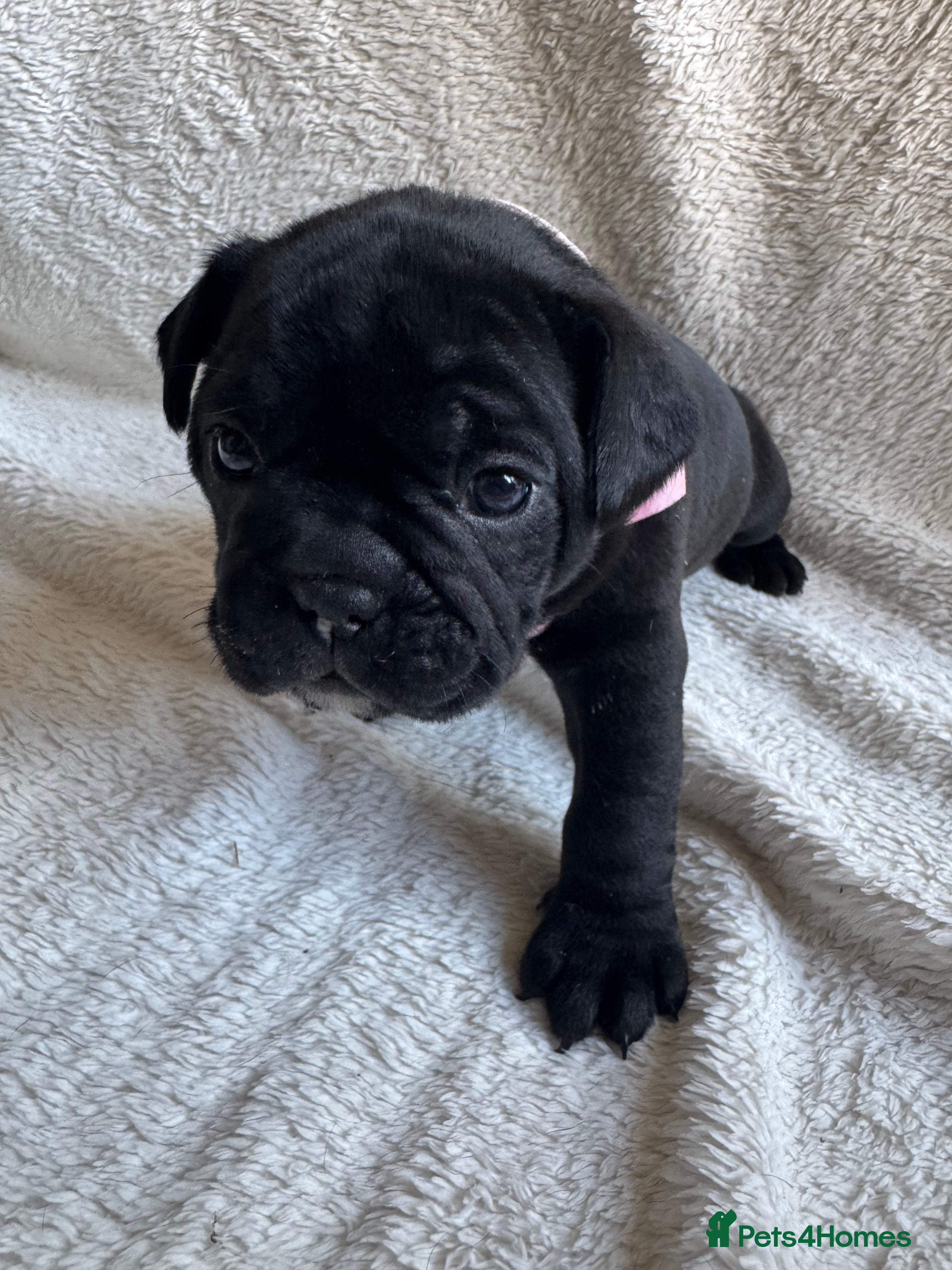 Mixed Breed dogs 🐾 French Bulldog × Olde English Bulldog Pups 🐾 - Advert 2