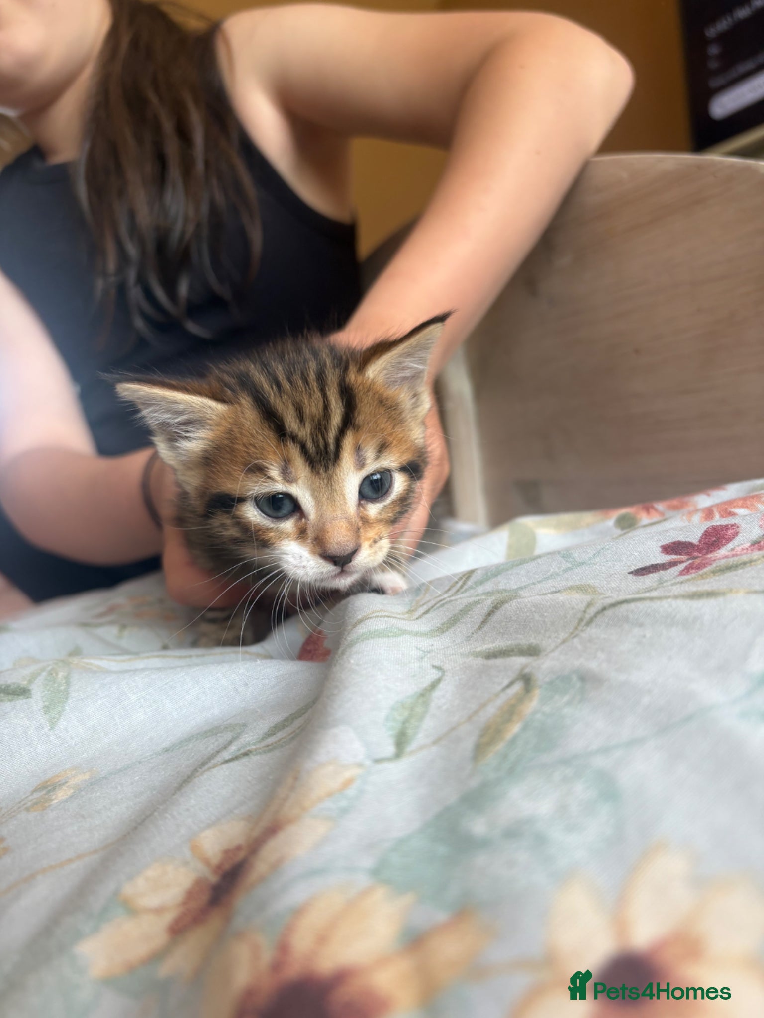Mixed Breed cats for sale: Kittens!! in Boston - Advert 11