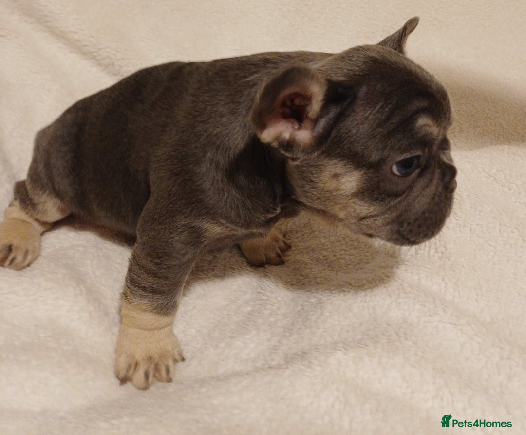 French Bulldog dogs for sale: Beautiful litter of amazing babies  - Advert 6