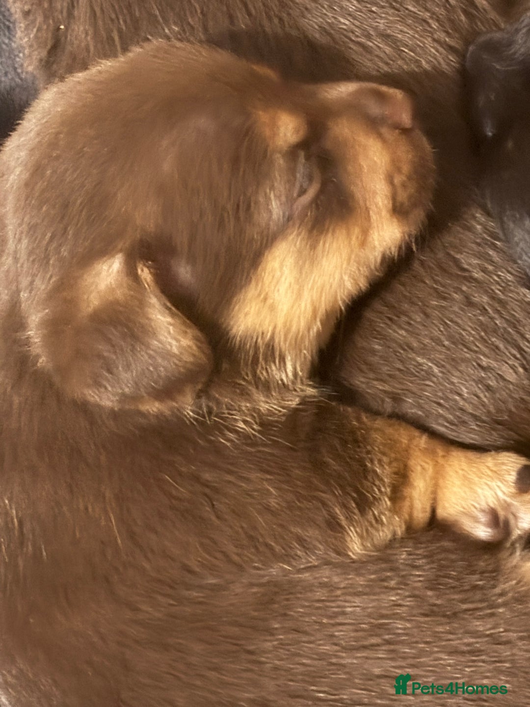 Jack Russell dogs for sale: Trad.working family short legged Jack Russell  - Advert 3