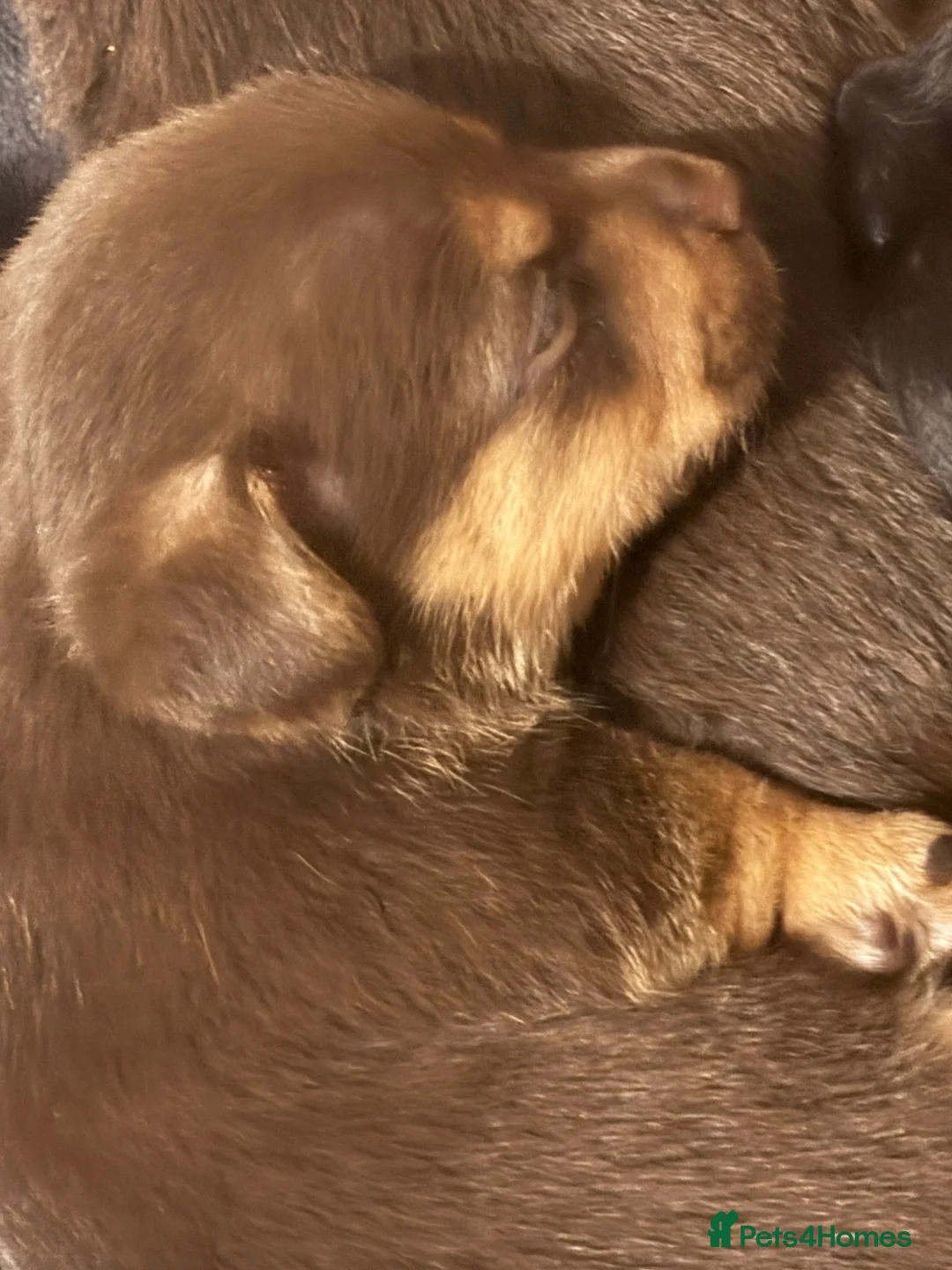 Jack Russell dogs for sale: Trad.family short legged short hair- ready!! - Advert 21