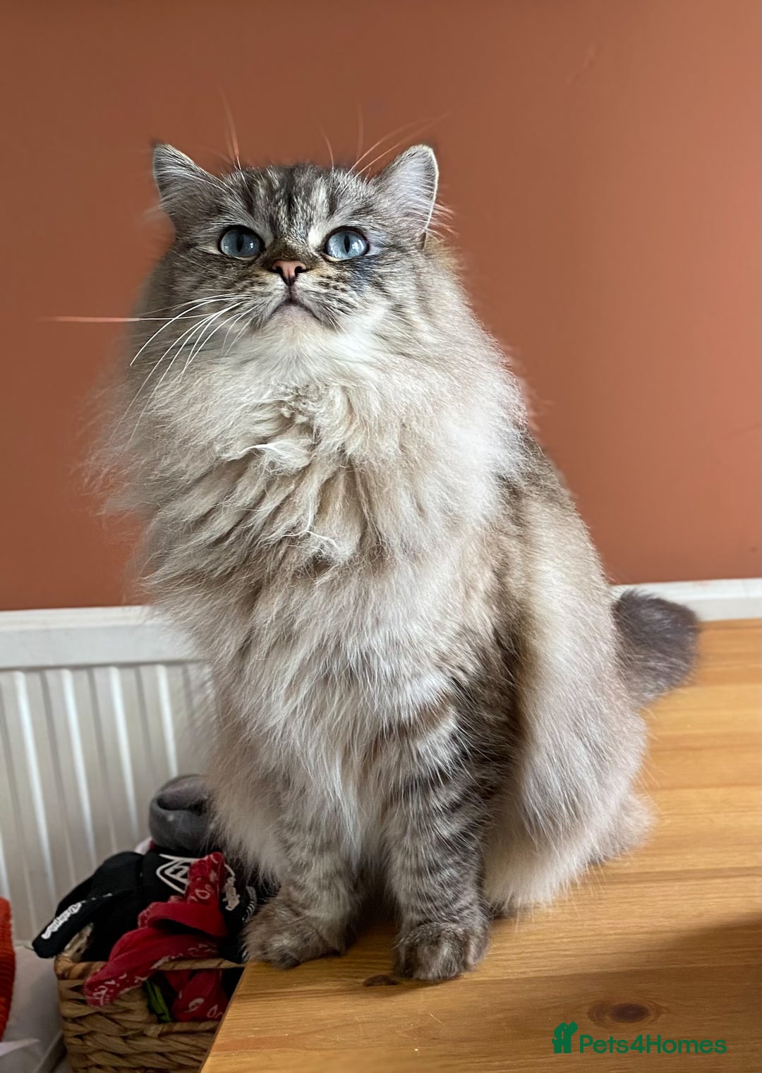 Ragdoll cats for sale: Ragdoll cross  - Advert 4