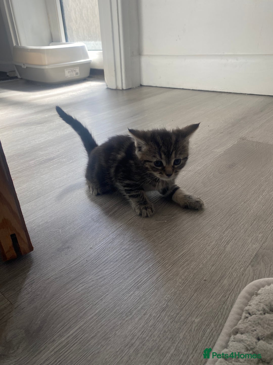Mixed Breed cats for sale: Sweet Little Kittens Searching for Forever Home - Image 17