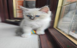 Ragdoll cats for sale: Charming Ragdoll Kittens -  - Image 14