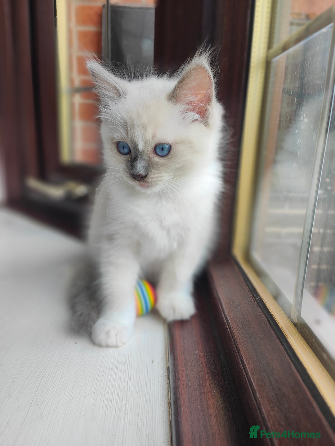 Ragdoll cats for sale: Charming Ragdoll Kittens -  - Image 14