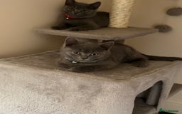 British Shorthair cats for sale: British shorthair  - Image 1