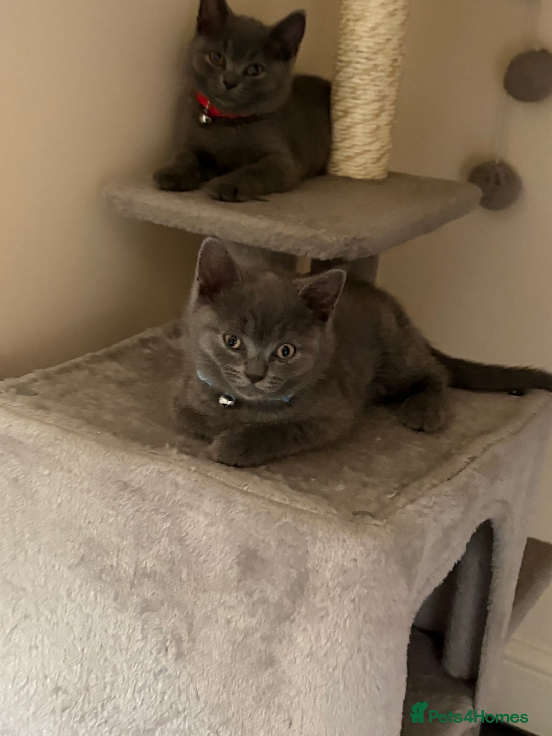British Shorthair cats for sale: British shorthair  - Image 1