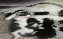 Mixed Breed cats for sale: BOY KITTEN FOR SALE - Image 5