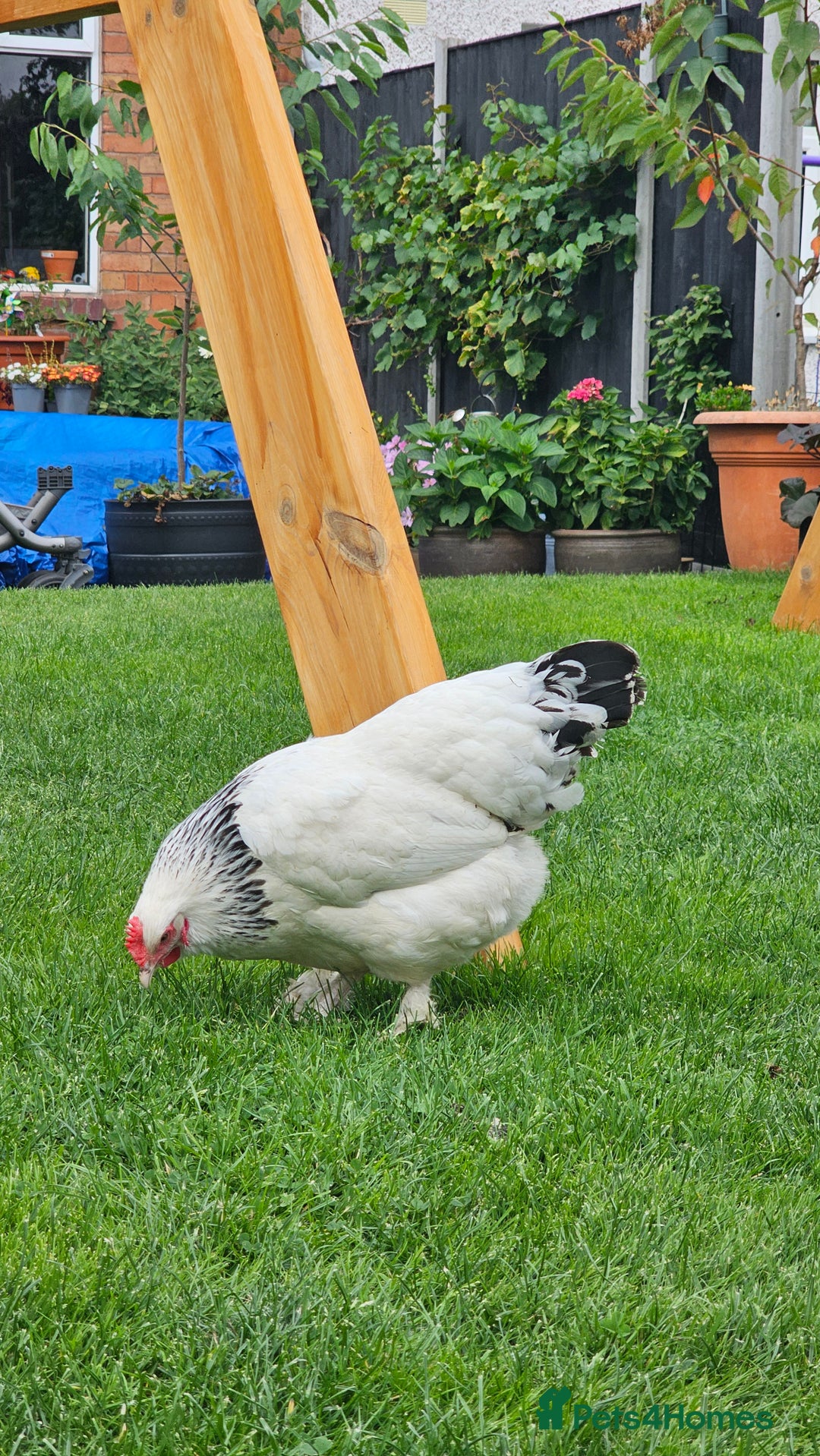 Hens poultry for sale: Hens for sale. - Image 3