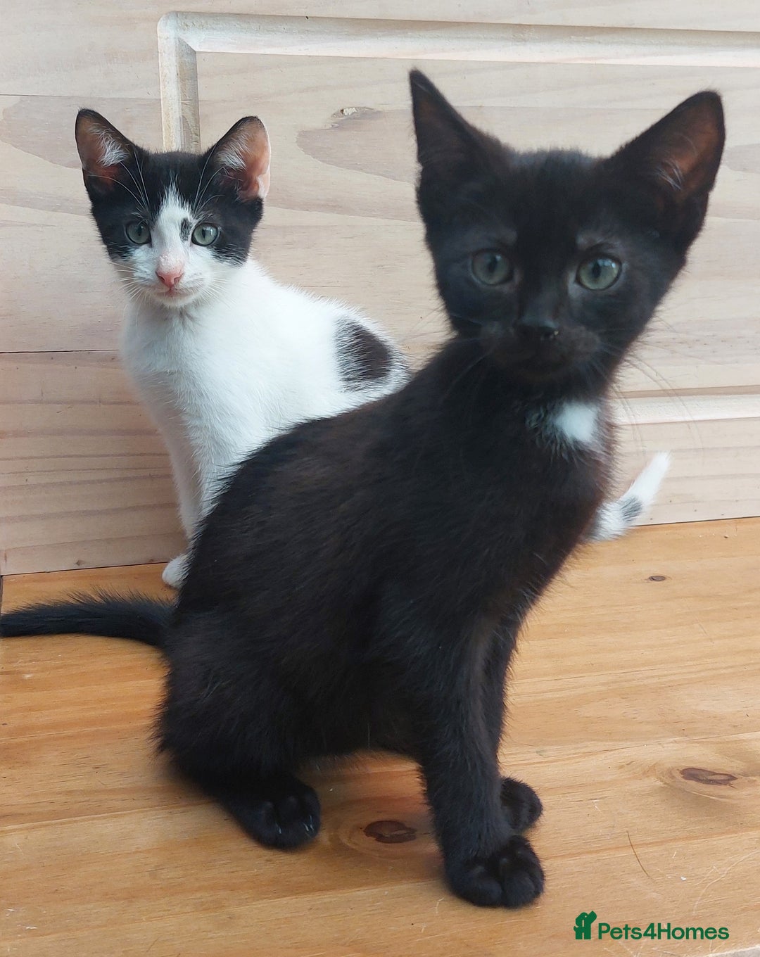 Domestic Shorthair cats for sale: Last 2 happy kittens looking for forever homes - Image 4