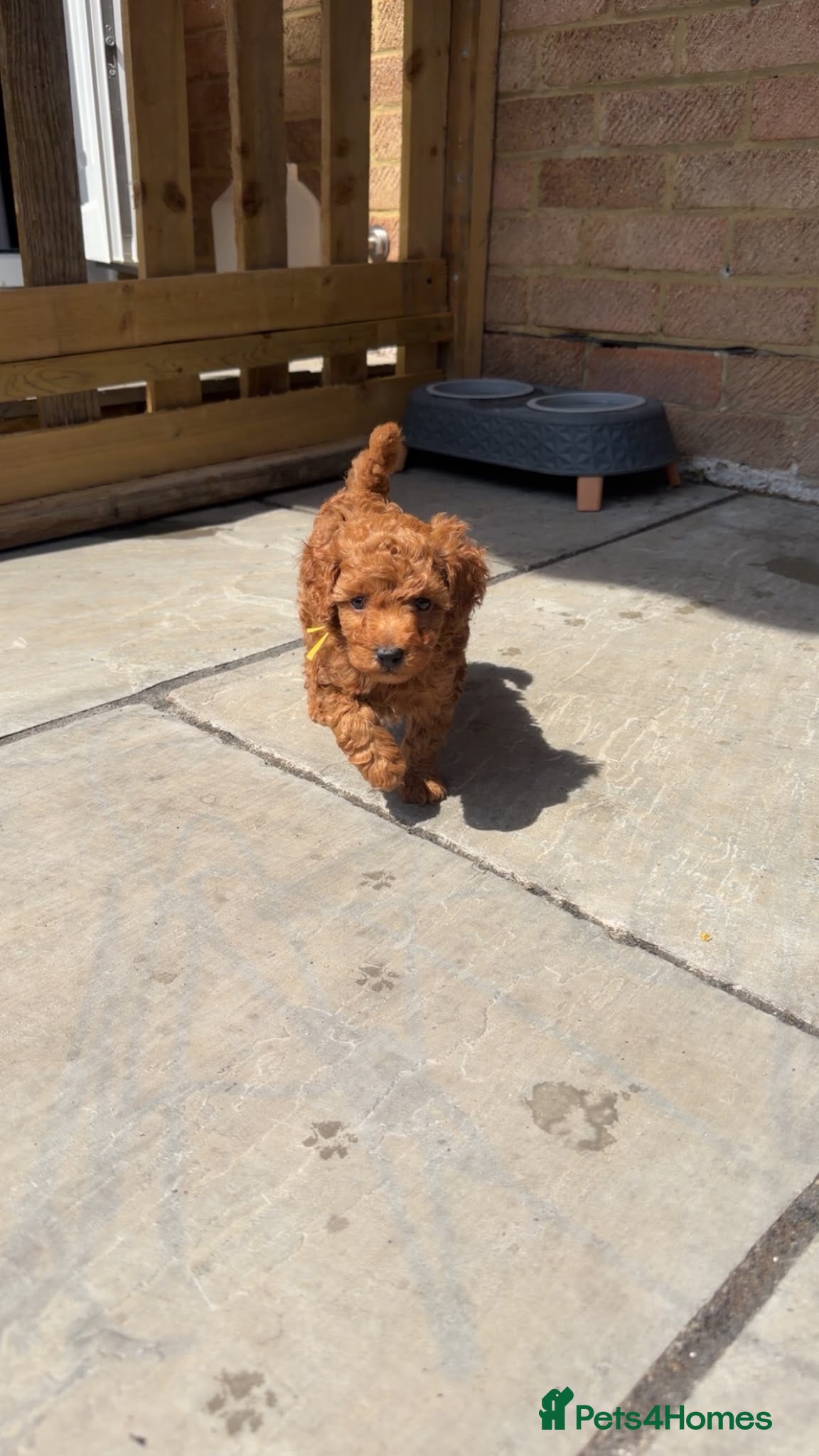 Toy Poodle dogs DNA health clear parents, deep red toy poodles 🥰 - Advert 2