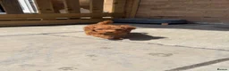 Toy Poodle dogs for sale: DNA health clear parents, deep red toy poodles 🥰 - Advert 2