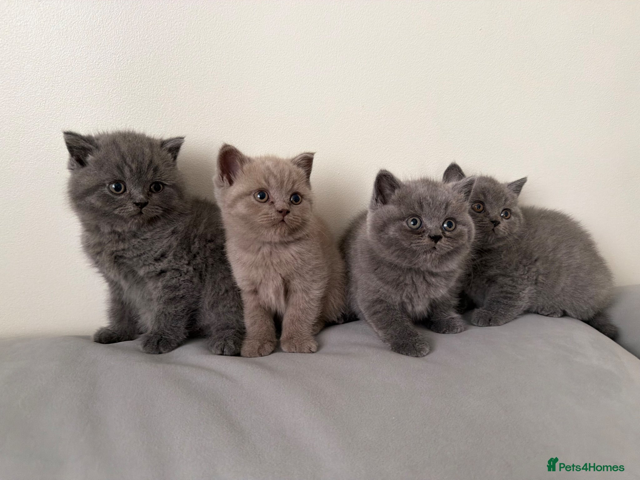 British Shorthair cats British Shorthair kittens - Advert 4