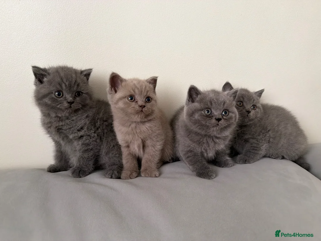 British Shorthair cats for sale: British Shorthair kittens - Advert 1