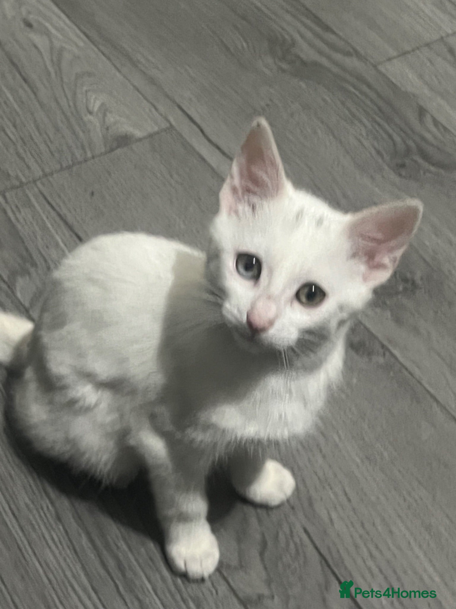Domestic Shorthair cats 2 White domestic shorthair kitten looking for home - Advert 17