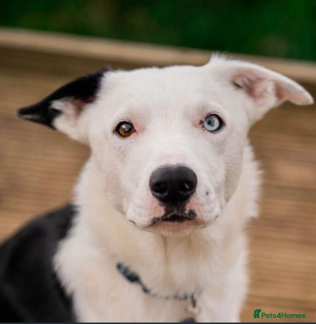 Border Collie dogs for sale: Super friendly boy  in Coleraine - Advert 2
