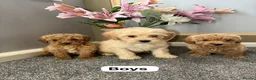 Coton De Tulear dogs for sale: Coton noodles puppies ready now  - Advert 7