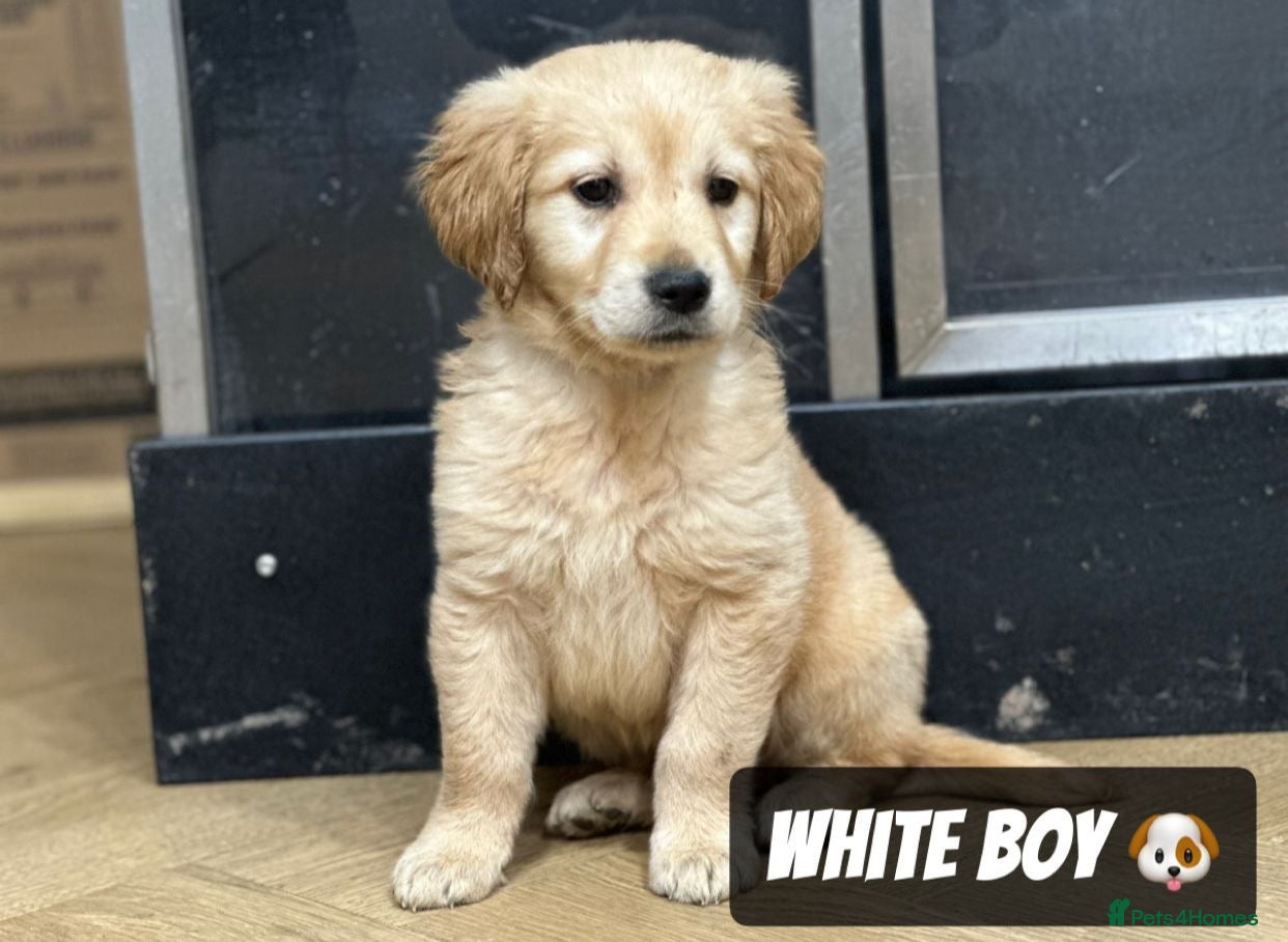 Golden Retriever dogs *Remaining Male* Pedigree Golden Retriever Puppies - Advert 7