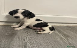 Jack Russell dogs for sale: 2 beautiful Jack Russell puppy girls left  - Image 11