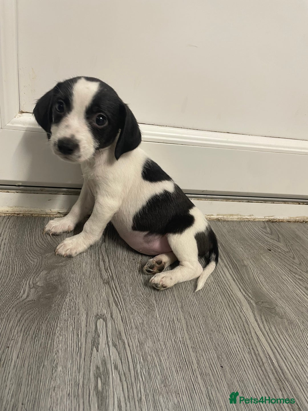 Jack Russell dogs for sale: 2 beautiful Jack Russell puppy girls left  - Image 11