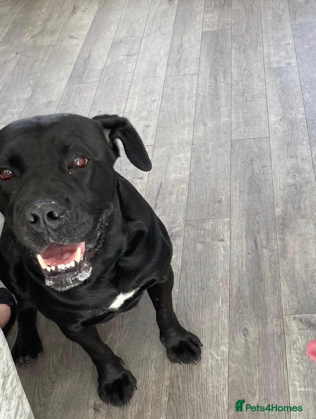 Cane Corso dogs for sale: 10 year old female rehome needed - Advert 3