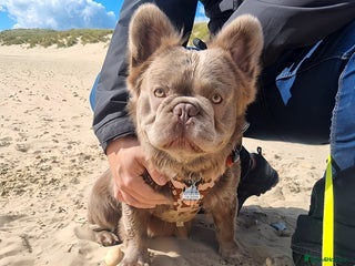 French Bulldog dogs in Tonbridge - Advert 7