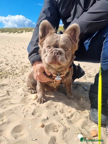 French Bulldog dogs in Tonbridge - Advert 1