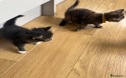 Mixed Breed cats for sale: Mixes breed kittens for sale  - Image 12