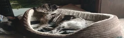 Cane Corso dogs for sale: READY NOW! 4 Female Cane Corso puppies for sale  - Advert 11