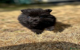 Pomeranian dogs for sale: 3 Little Girls Looking for Love! - Image 24