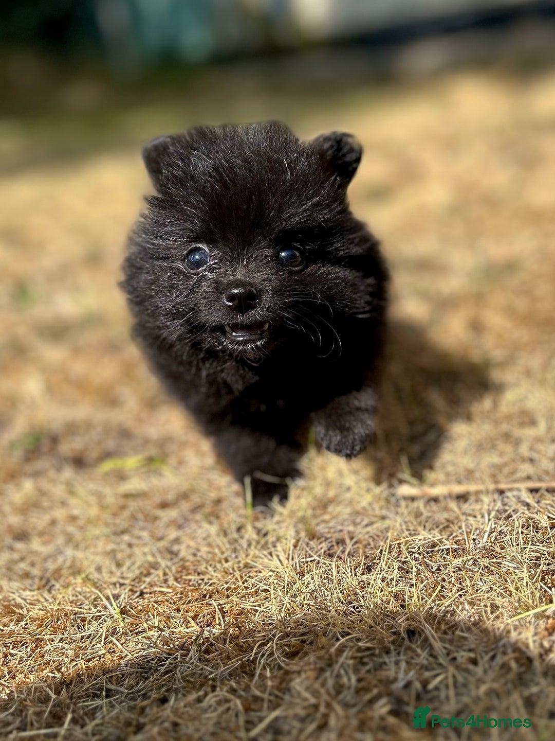 Pomeranian dogs for sale: 3 Little Girls Looking for Love! - Image 24