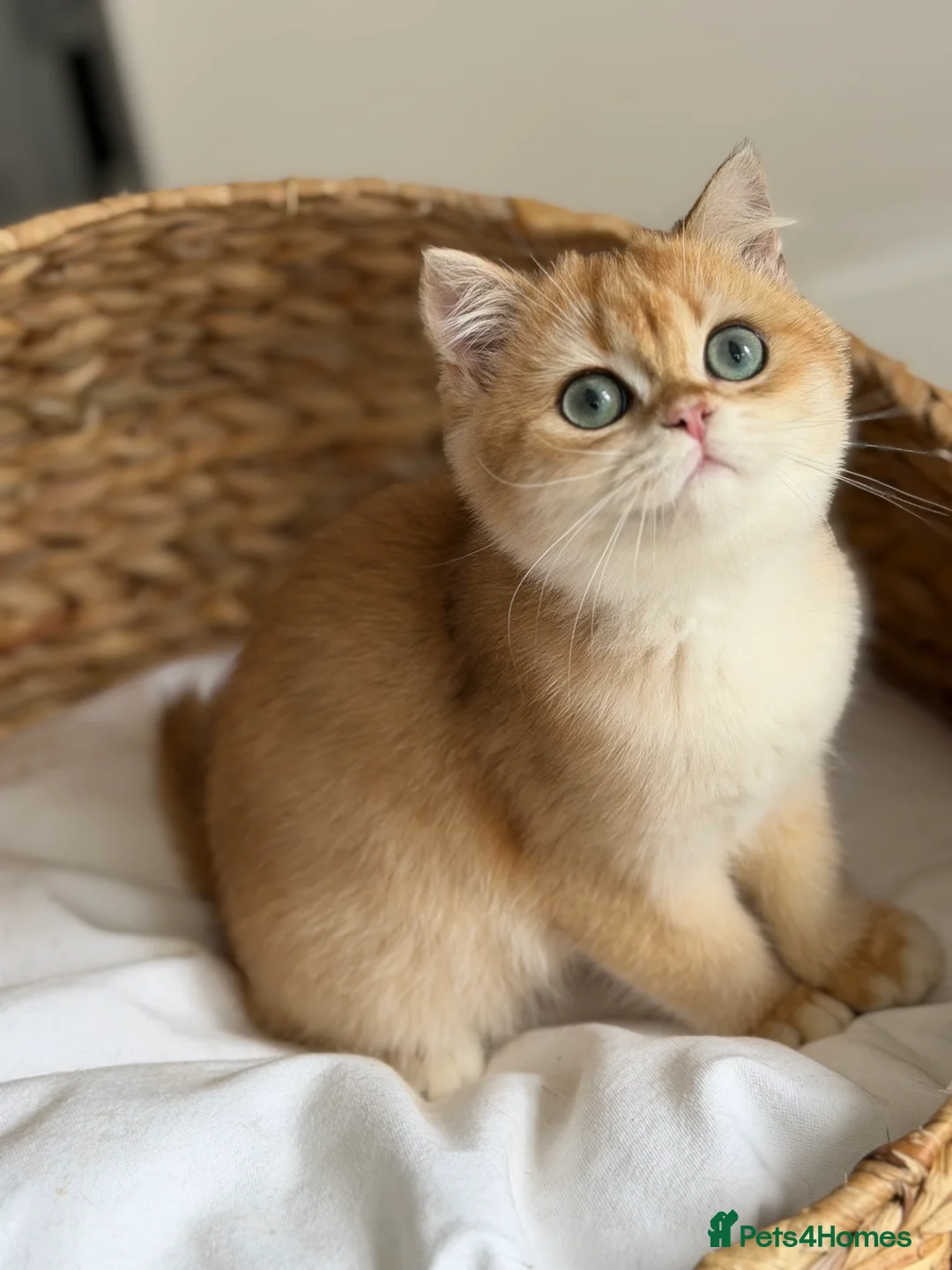 British Shorthair cats for sale: British Shorthair Golden Boy  - Advert 5