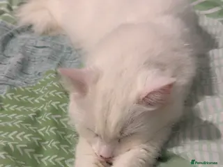 Turkish Angora cats 3years old female turkish angora - Advert 3