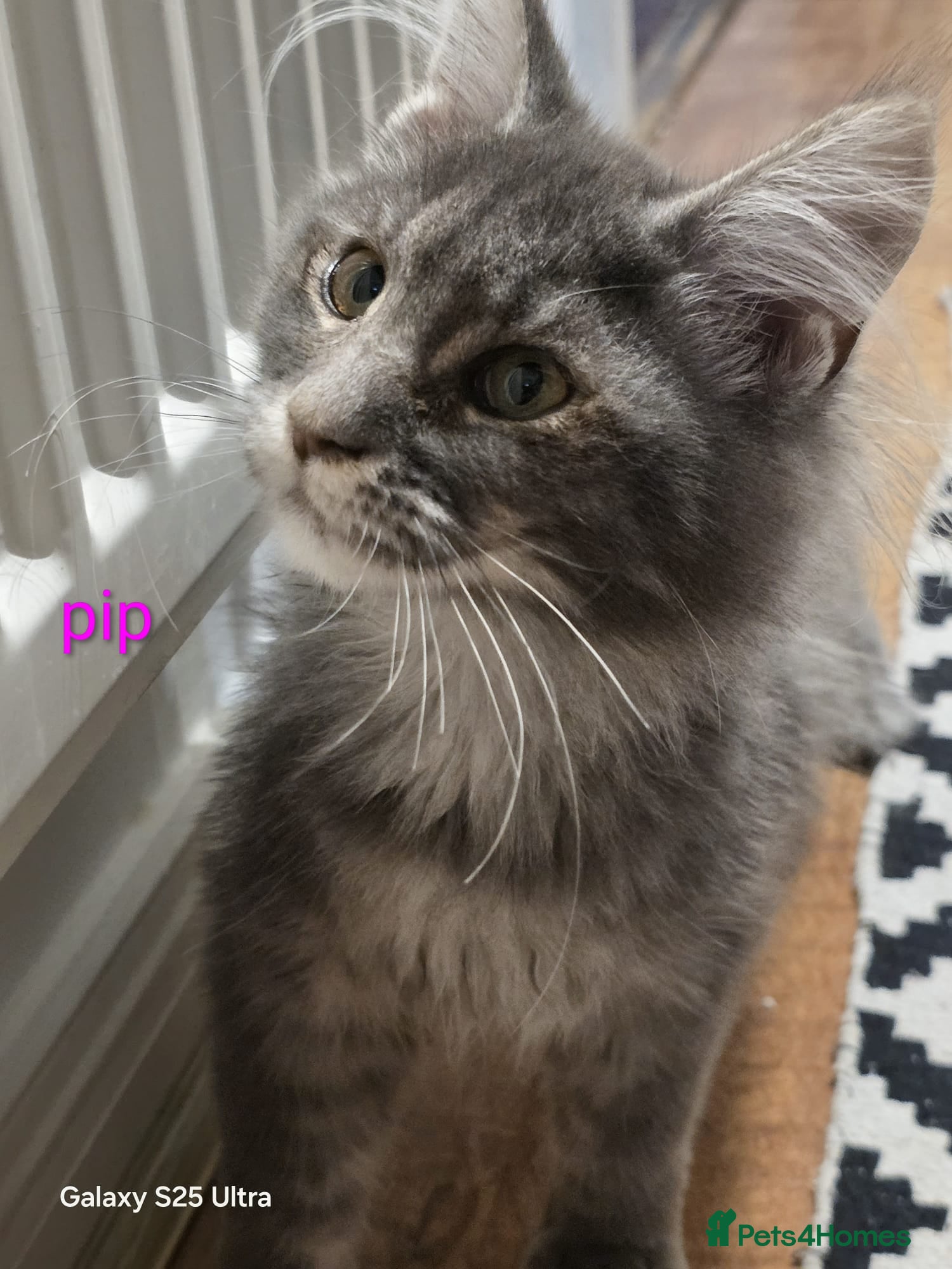 Maine Coon cats Only 3 left- Beautiful Maine Coon kittens - Advert 2
