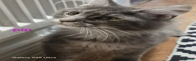 Pip