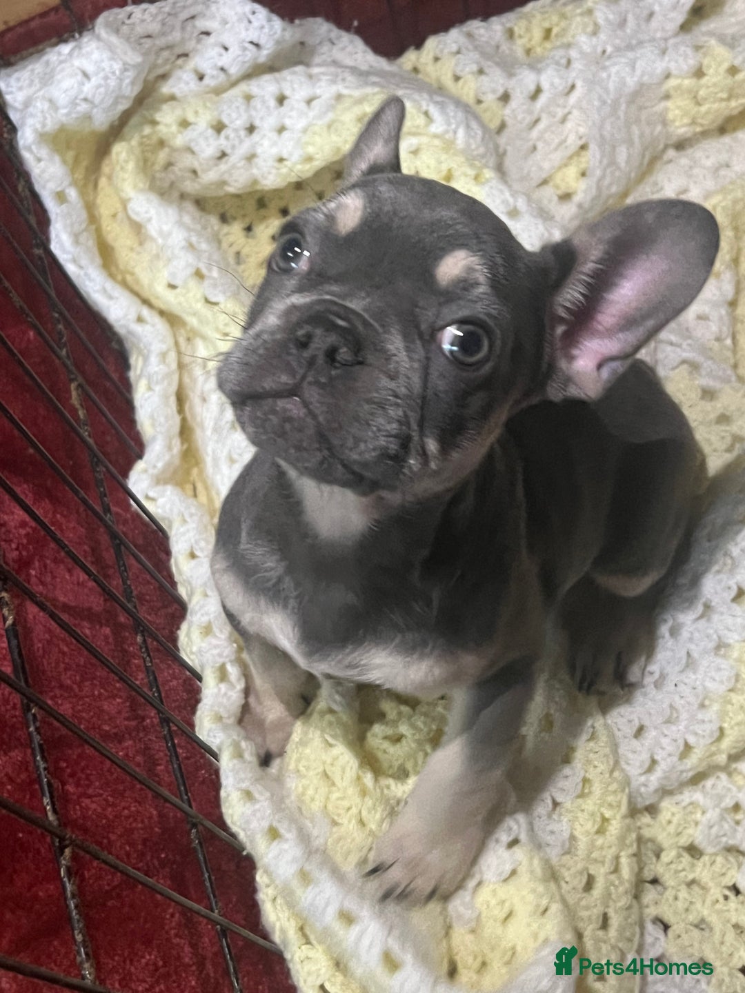 French Bulldog dogs for sale: LAST PUP AVAILABLE  - Image 2
